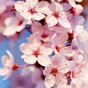 Meet your Posher, Ally